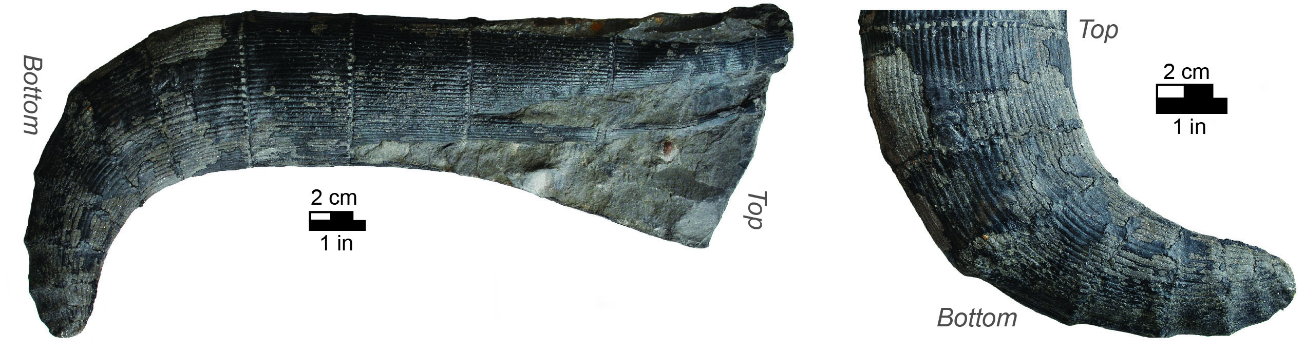 Fossil root of the Calamites plant.